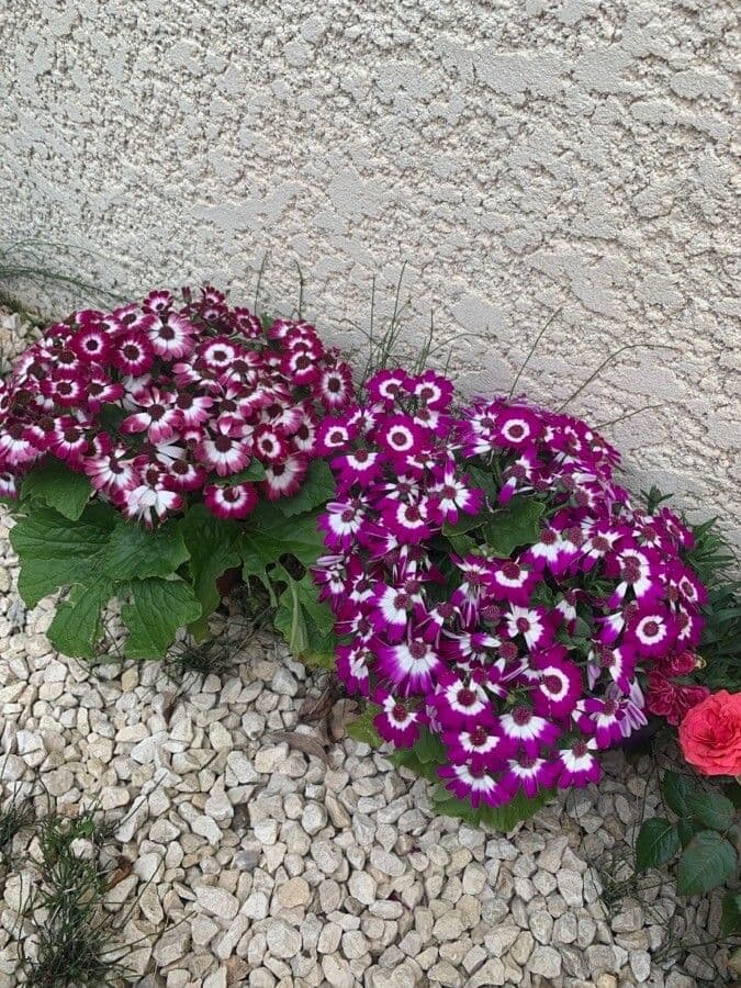 Pericallis 6