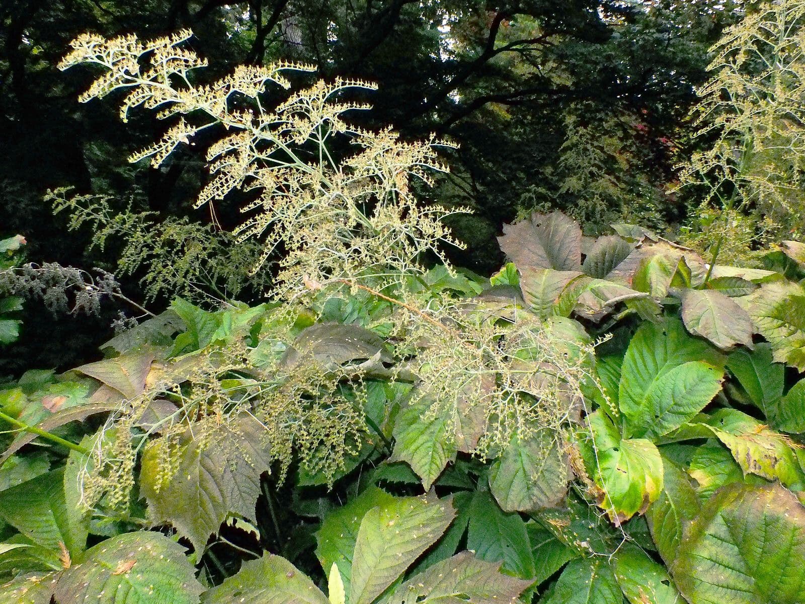 Rodgersia stopkatá 6
