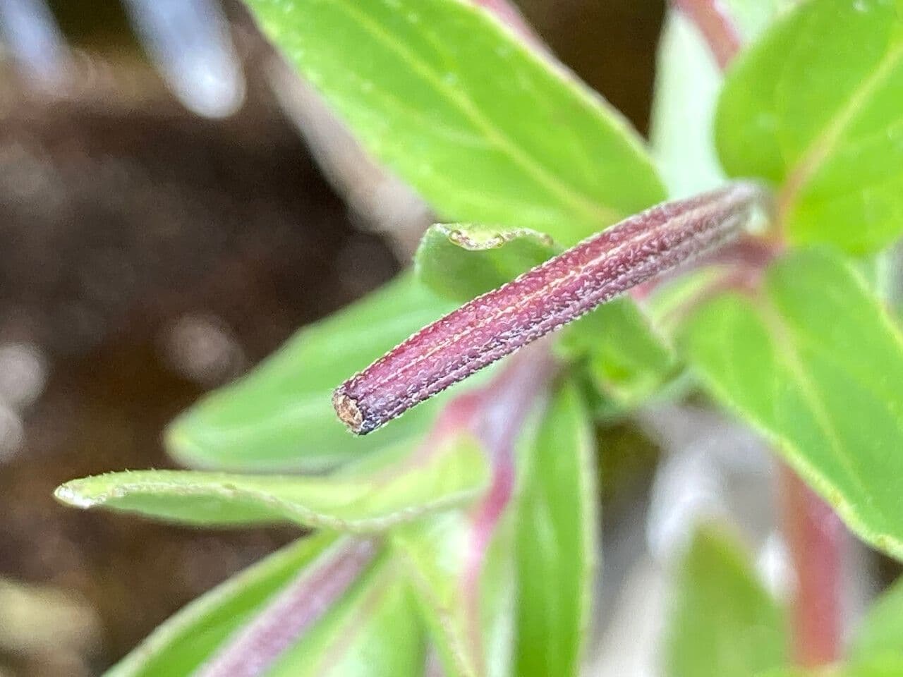 Epilobio denticolato
