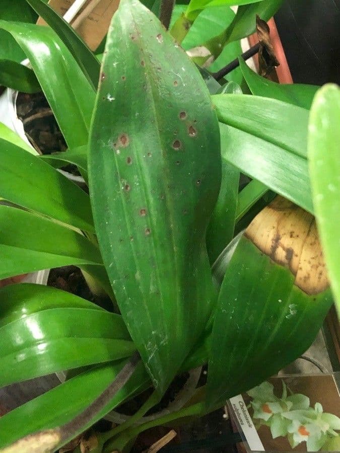 Chelonistele
