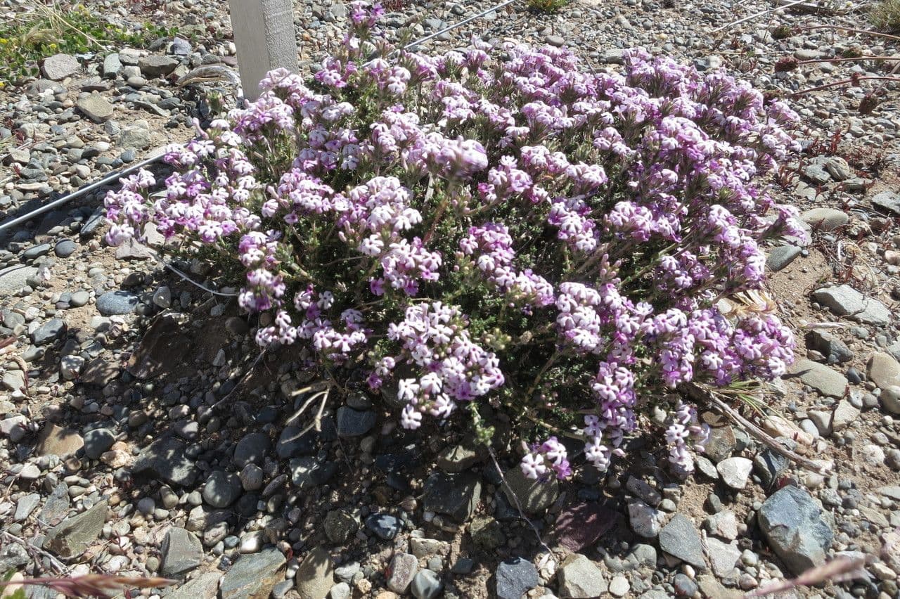 Junellia