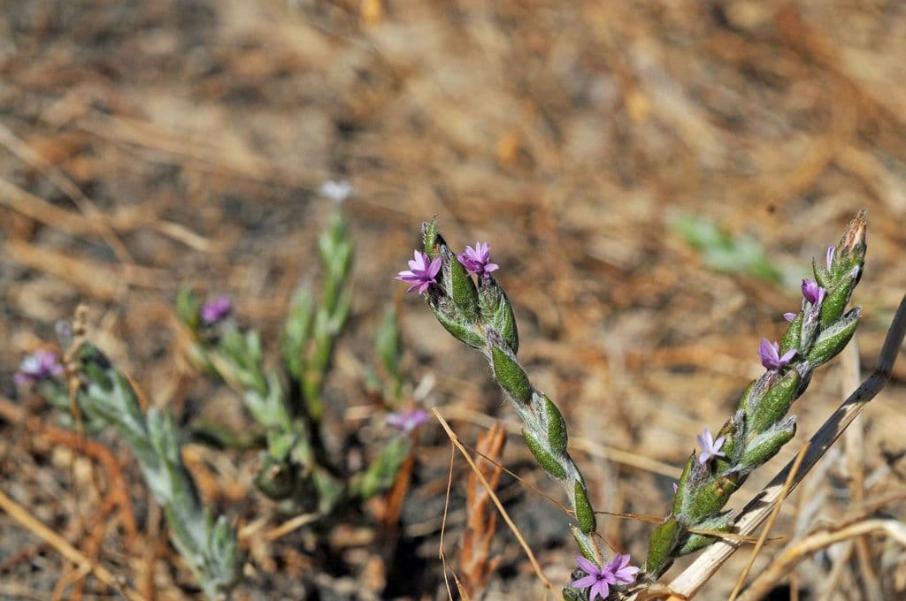 Lessingia lanuginosa 4