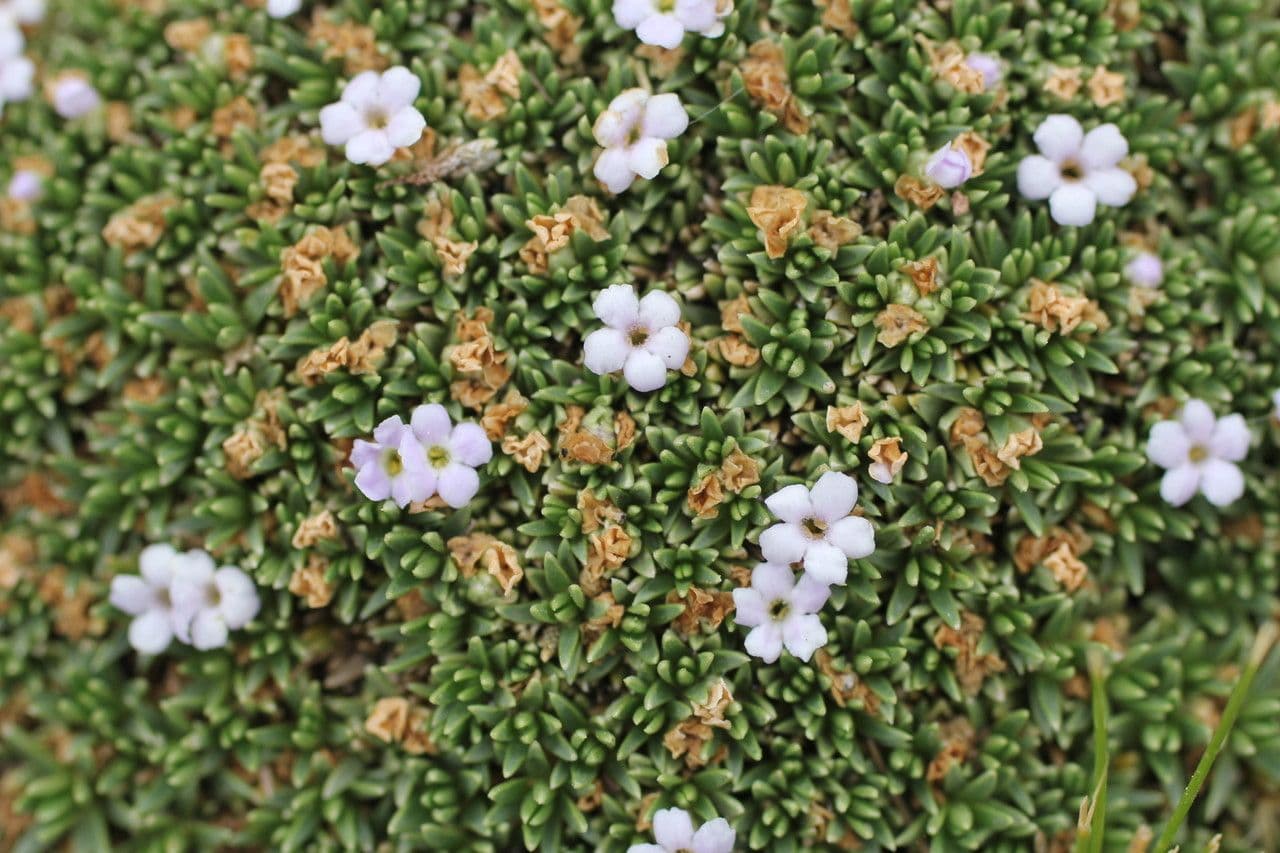 Junellia 2