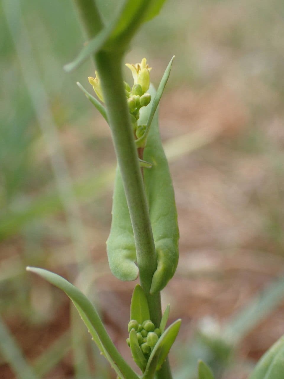 Myagrum perfoliatum 27