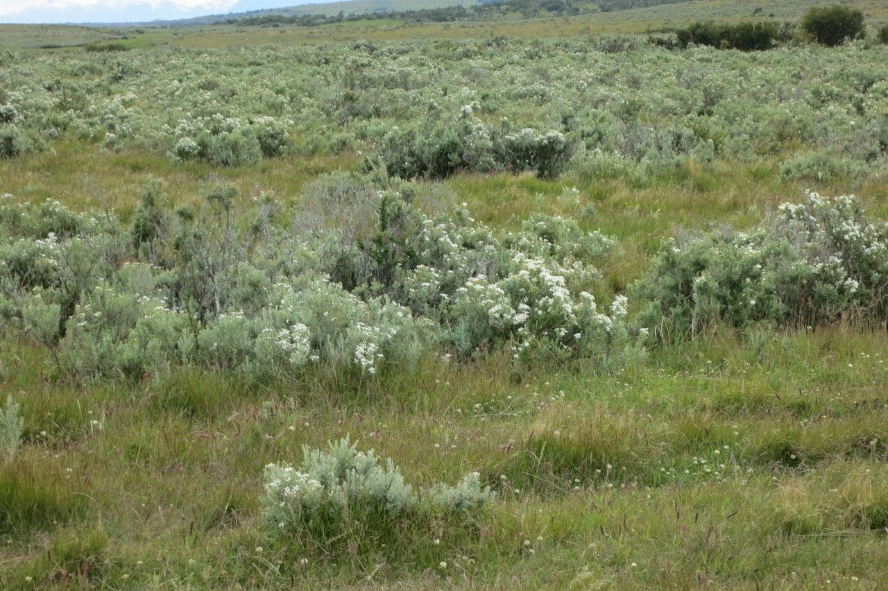 Chiliotrichum 6