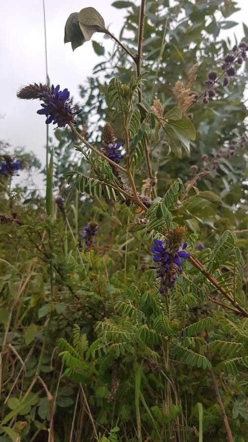 Dalea 2