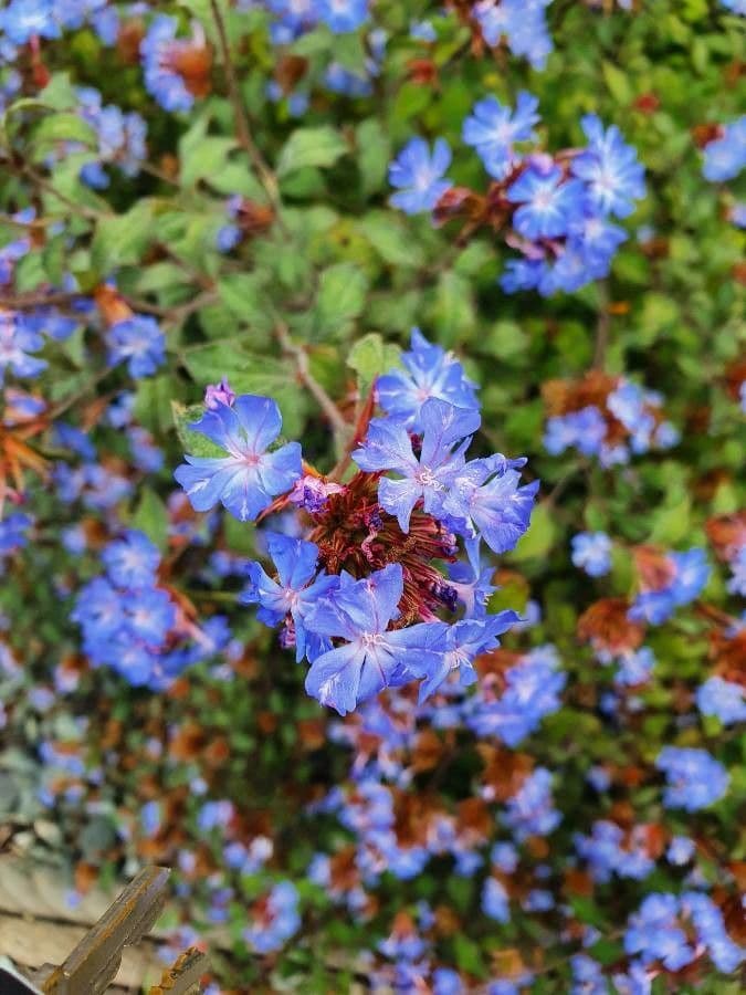 Ceratostigma 9
