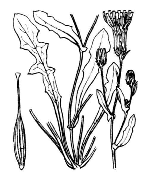 Crepis 18
