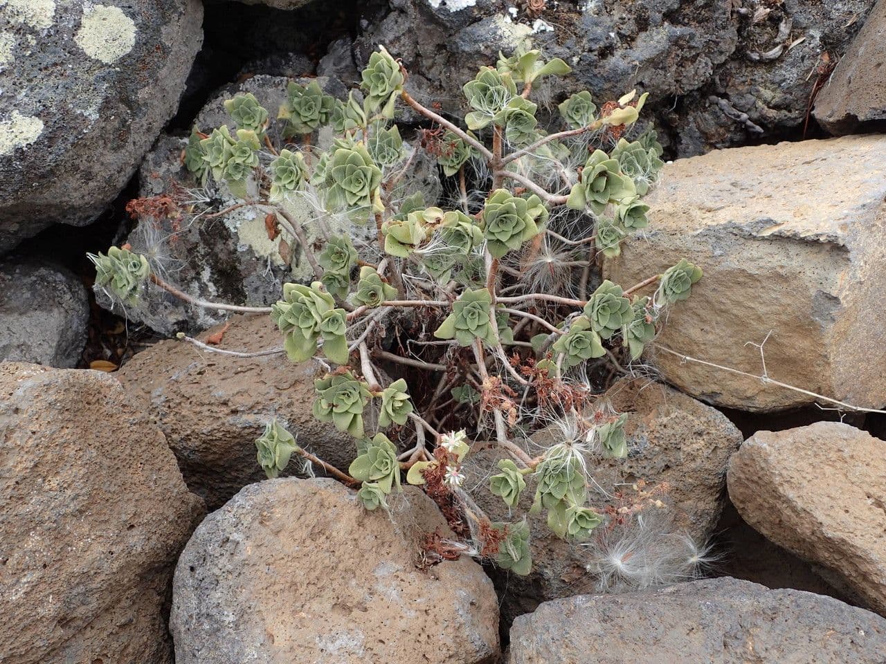 Aeonium 8