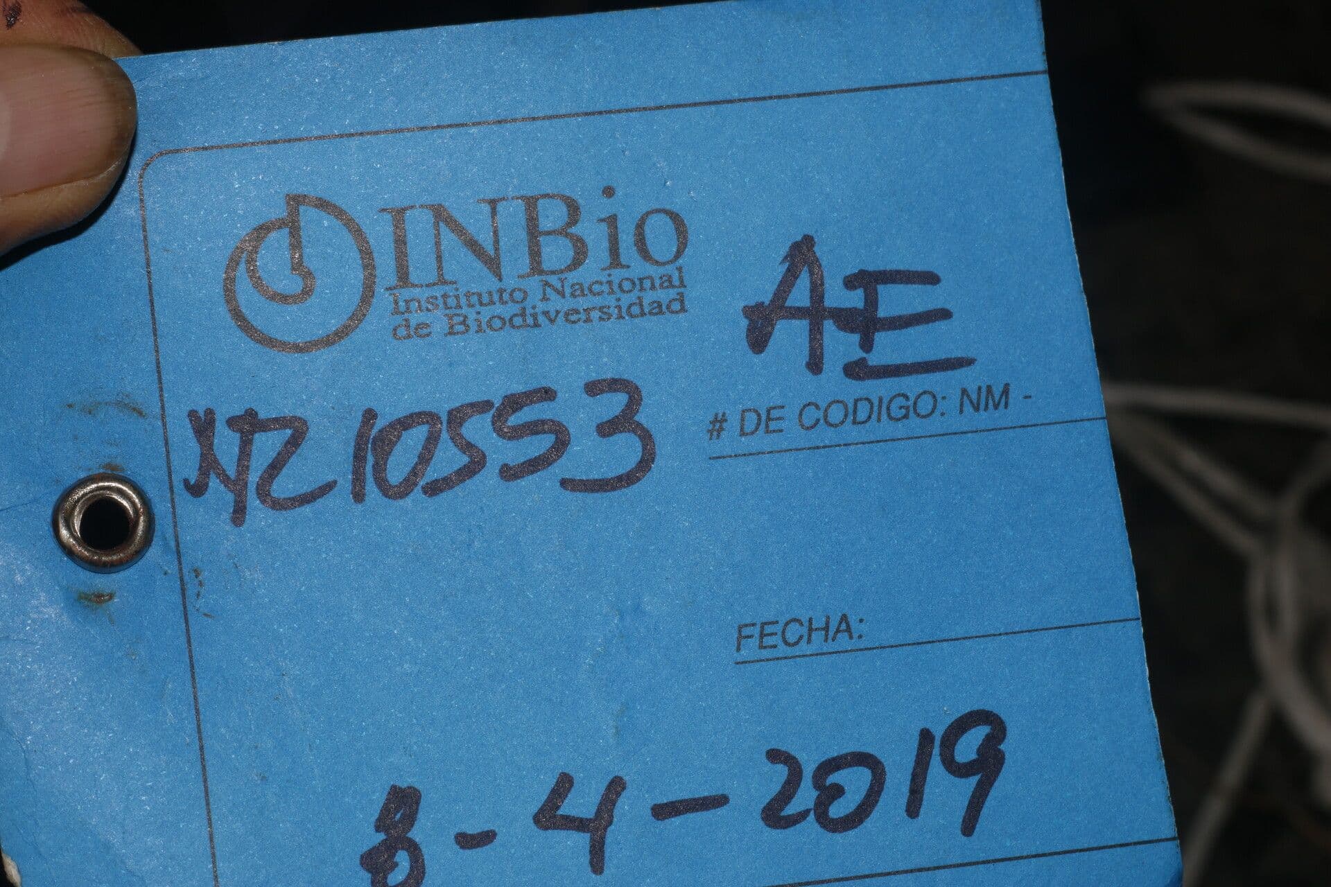 Matayba 15