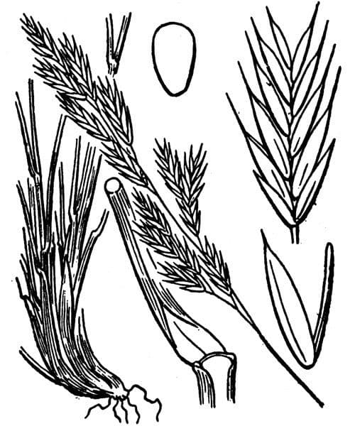 Festuca rossa 25