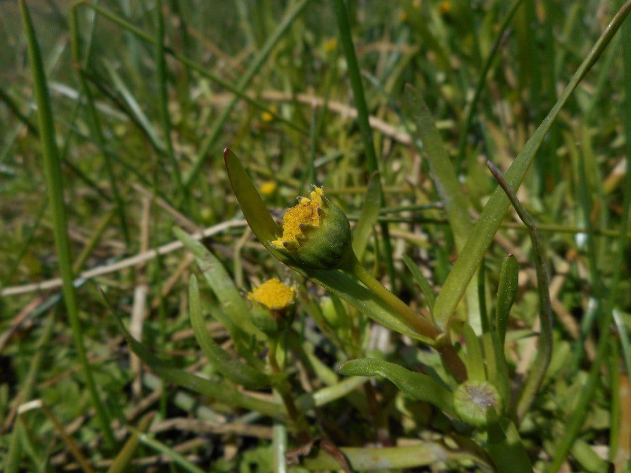 Lasthenia glabra 7