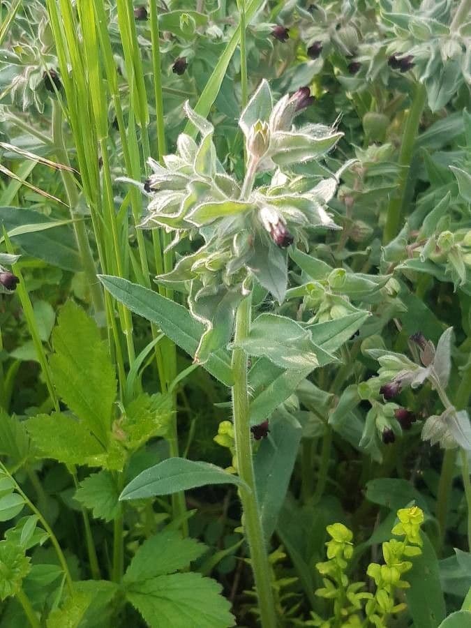 Nonea pulla 6
