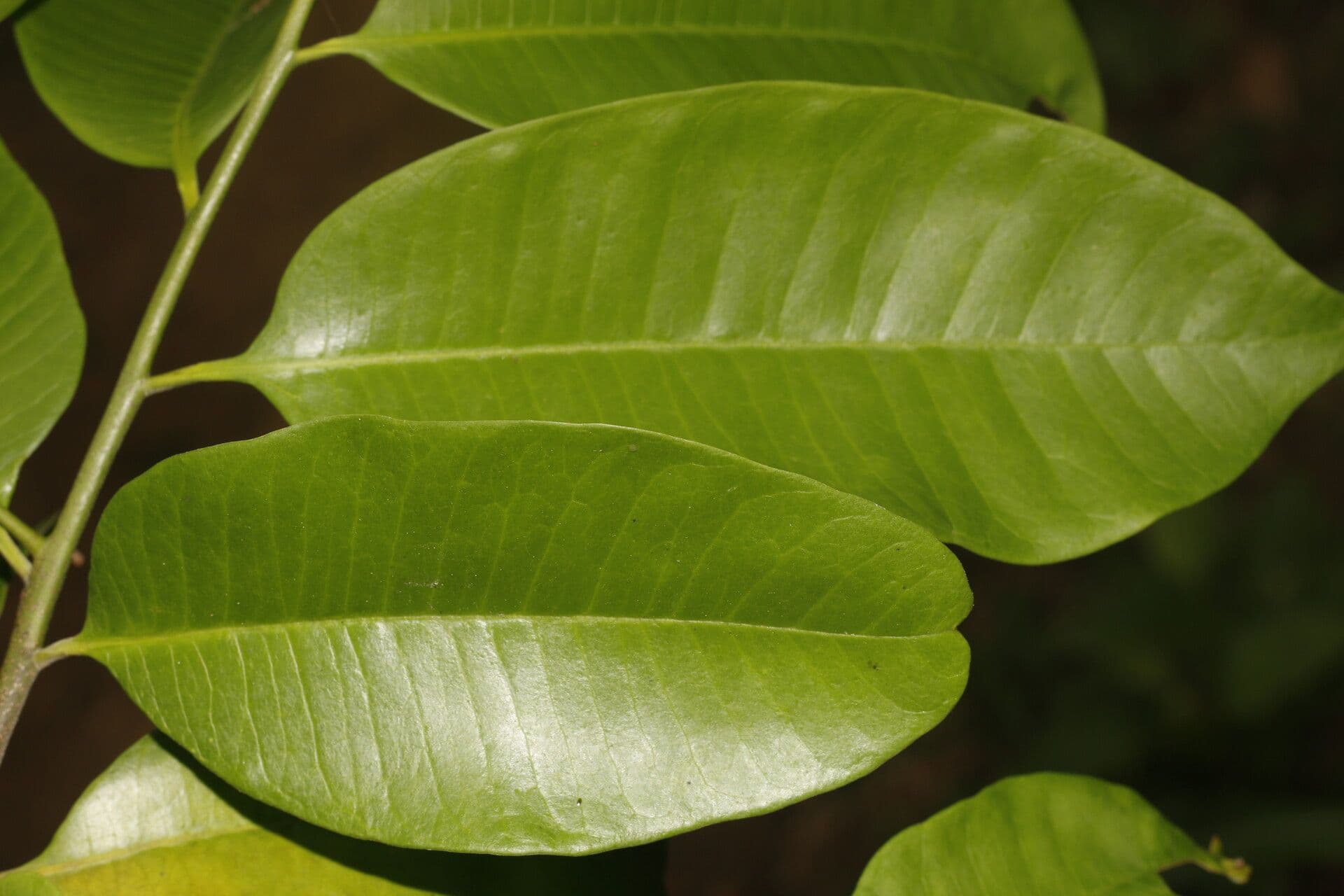 Aspidosperma 5