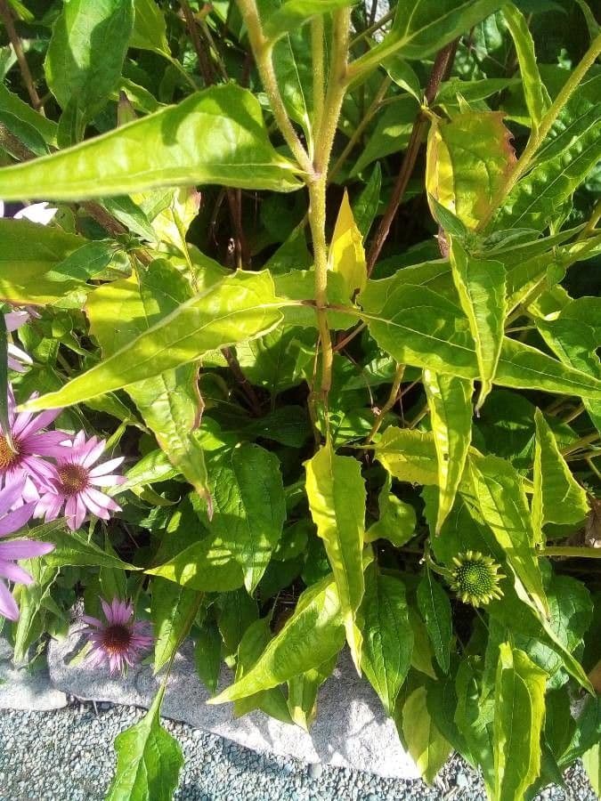 Třapatka purpurová 18