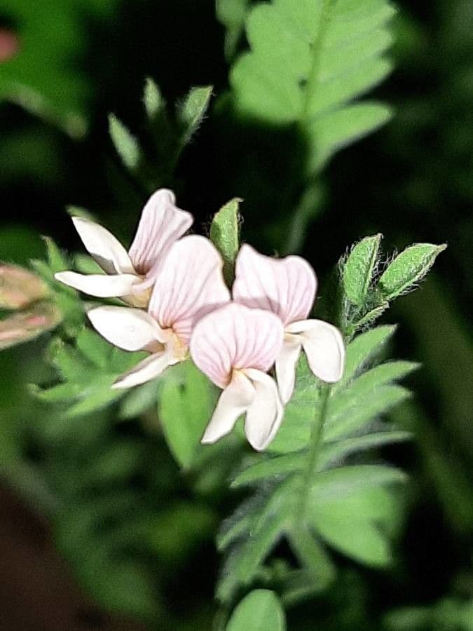 Seradela 8