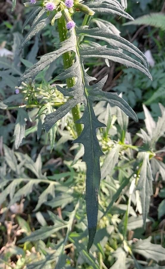 Erba bruciata valerianifolia 12
