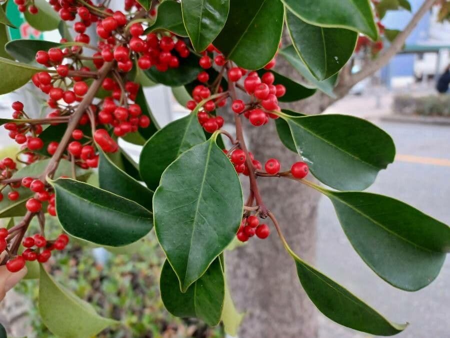 Ilex rotunda 17