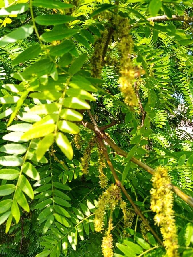 Gleditsia 4