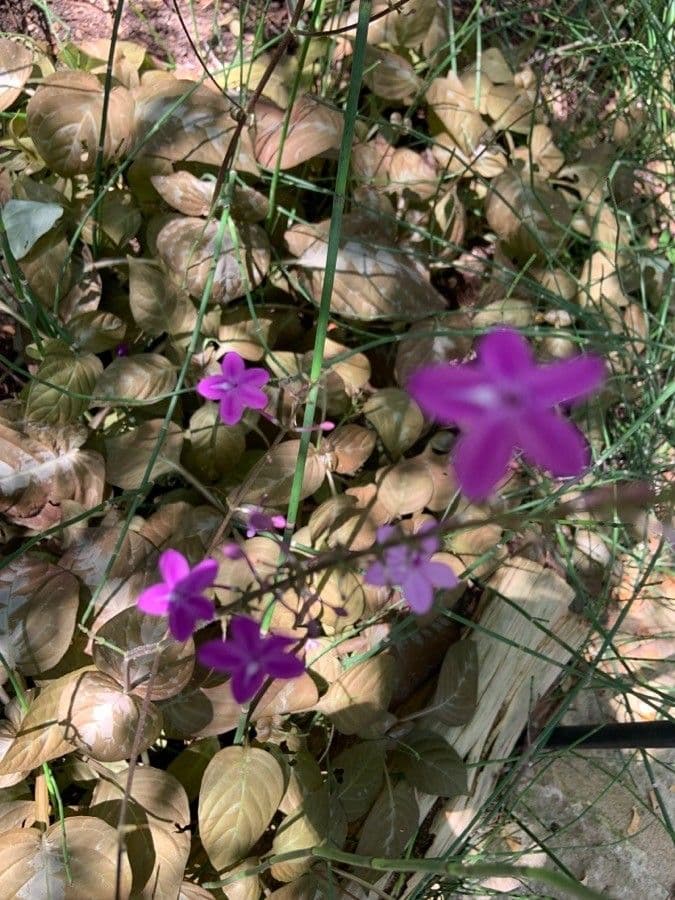 Pseuderanthemum 3