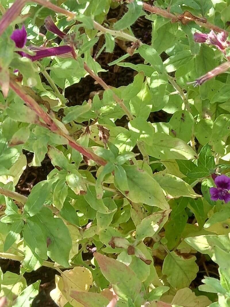 Cuphea lanceolata 3