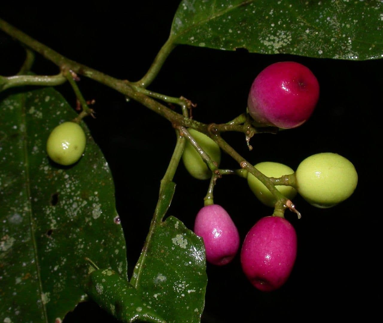 Cestrum 4