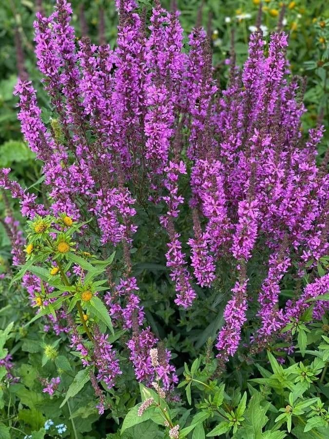 Salcerella comune 11
