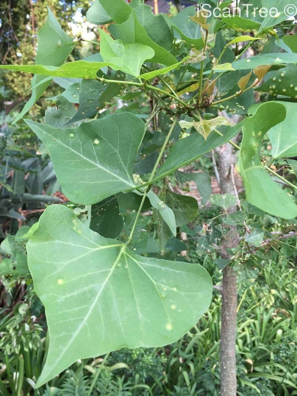 Erythrina 17