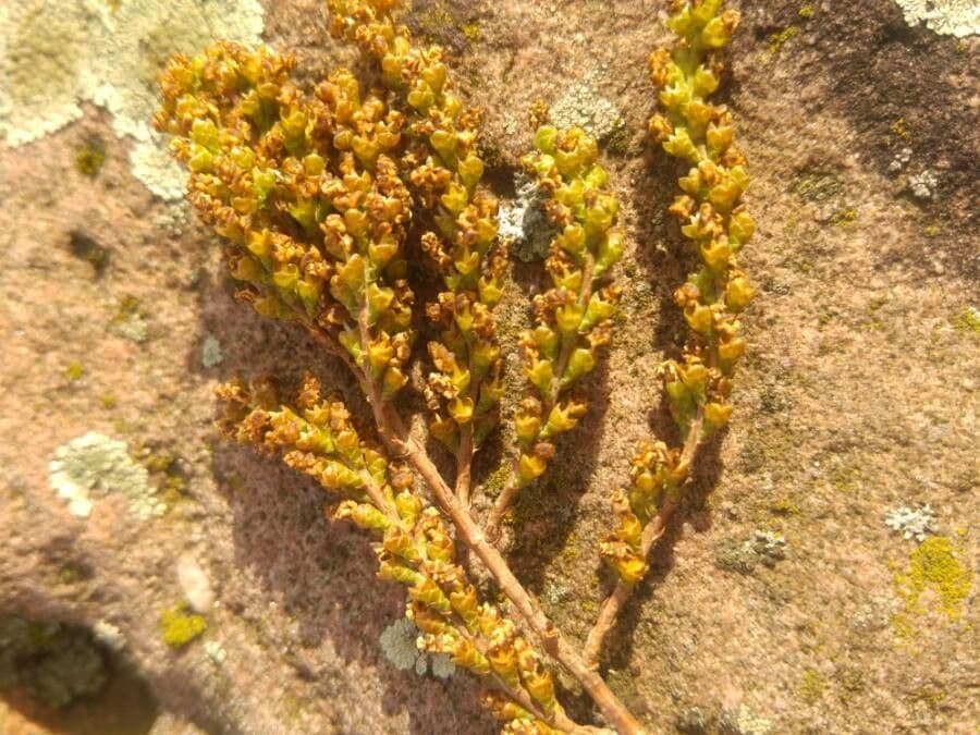 Cipresso calvo 6