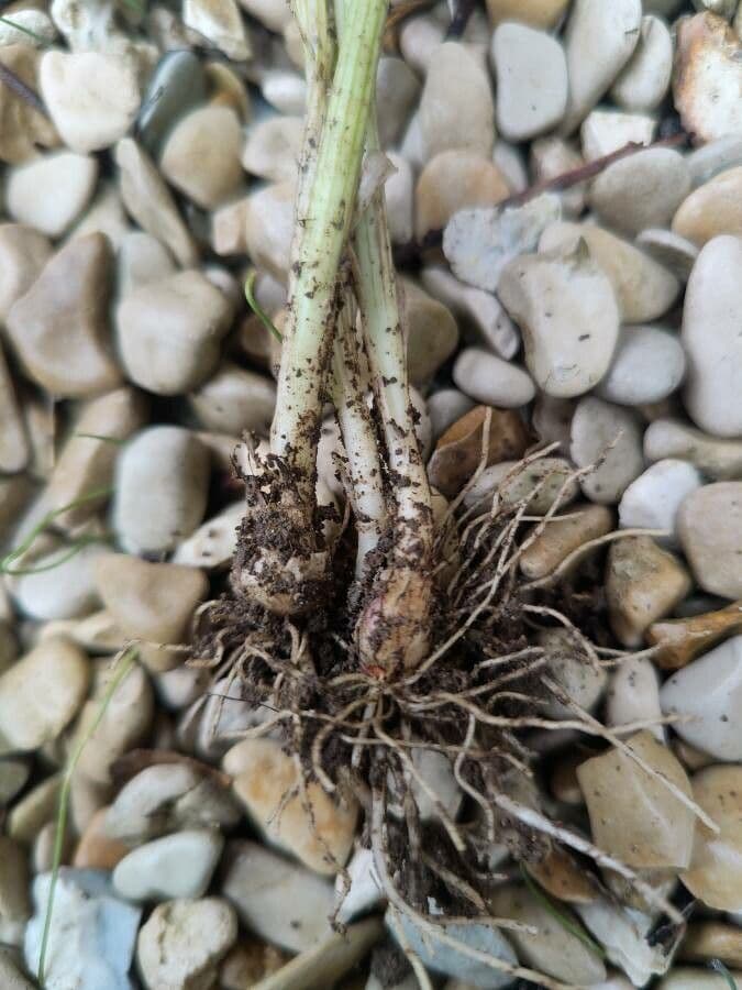 Aglio delle vigne 28