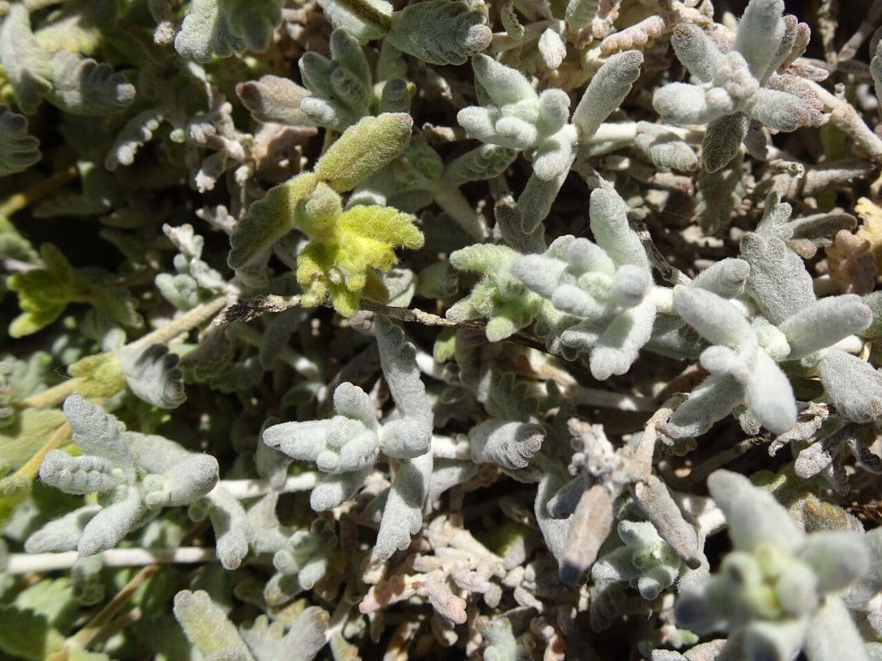 Teucrium 16
