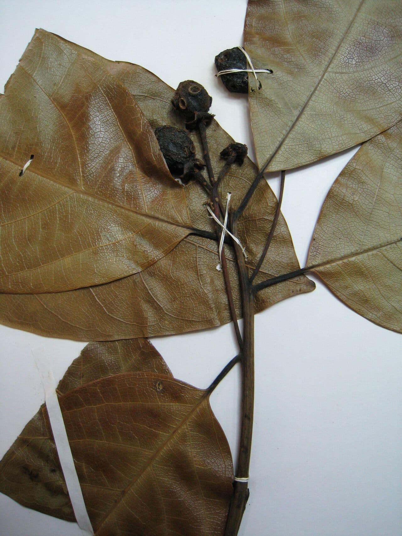 Ocotea