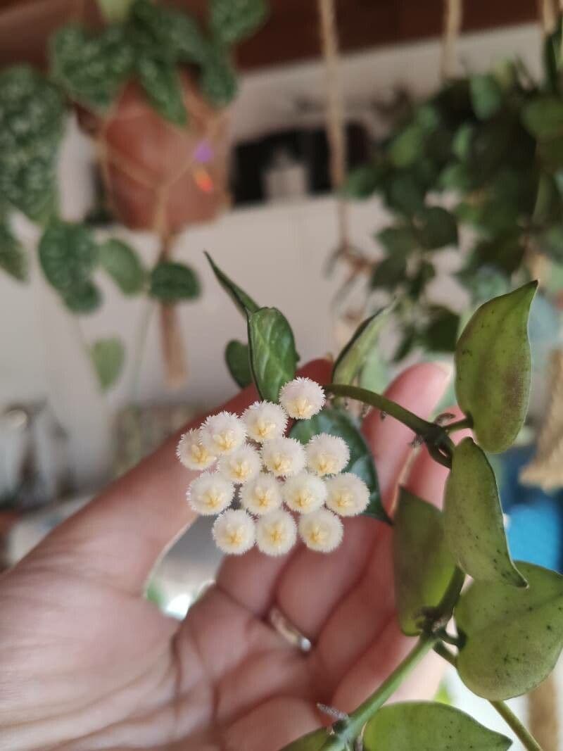 Hoya 10
