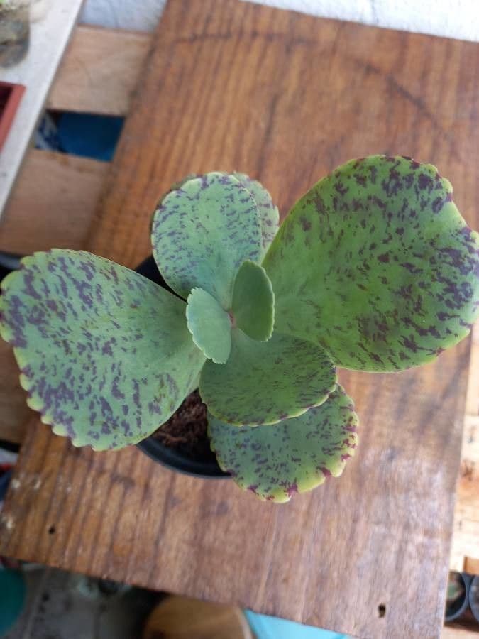 Kalanchoe 15