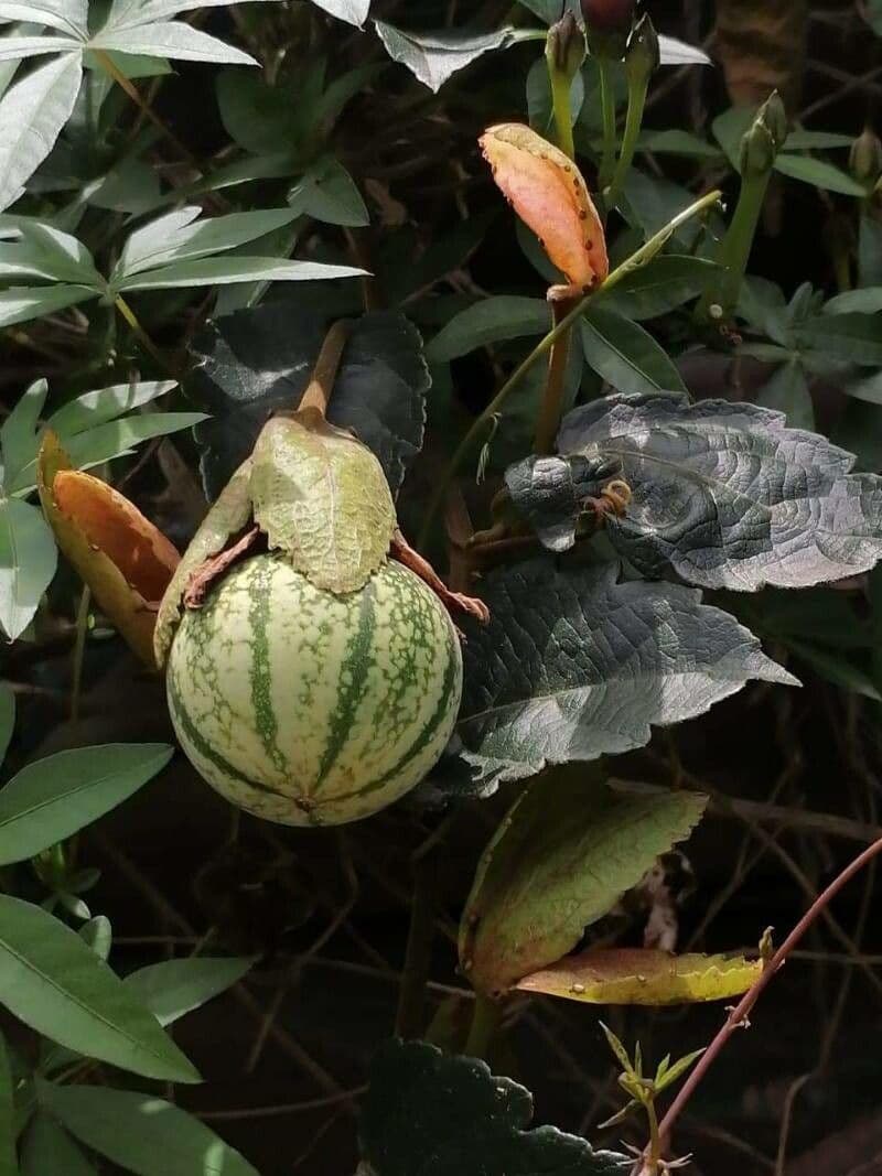 Passiflora