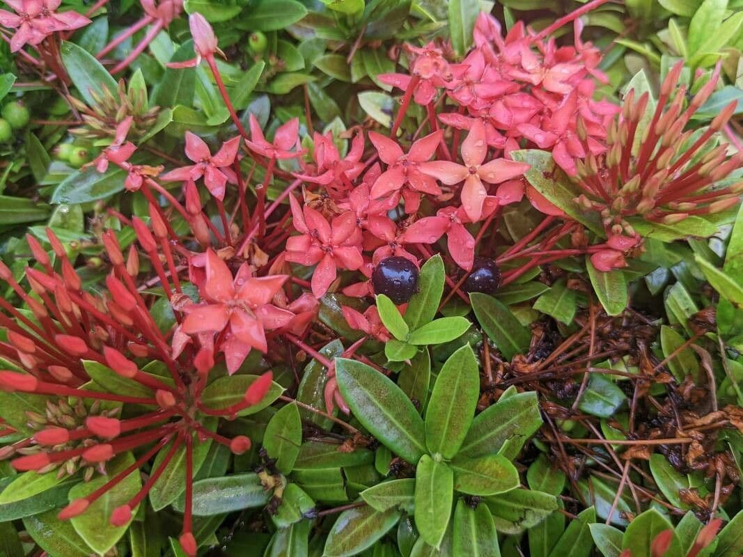Ixora
