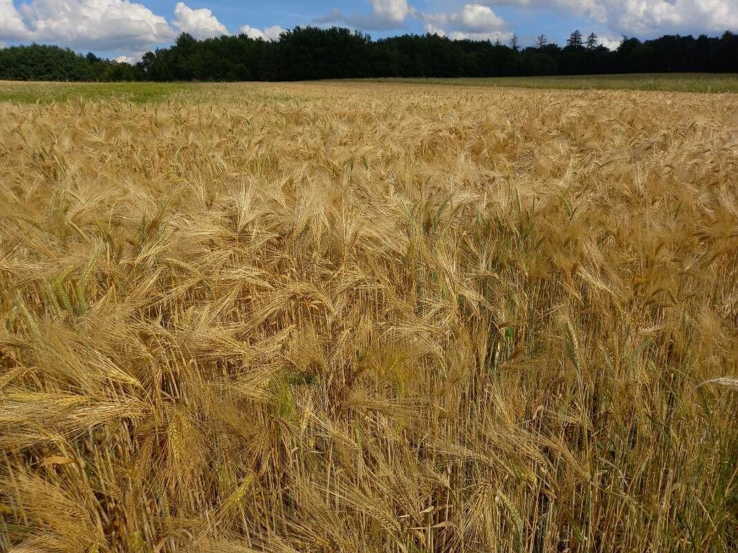 Orzo 13