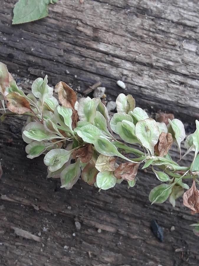 Poligono persicaria 5