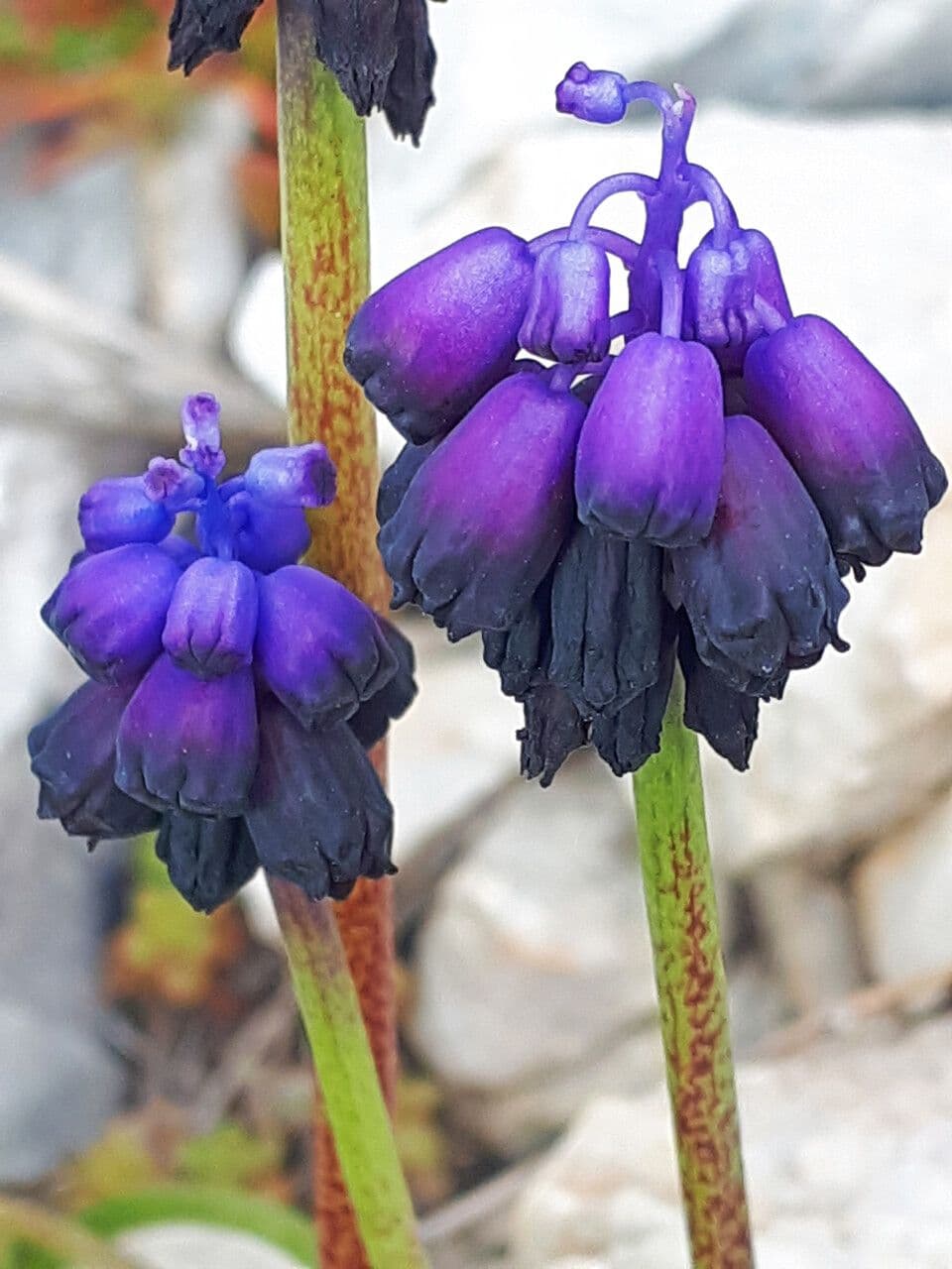 Traubenhyazinthe 2