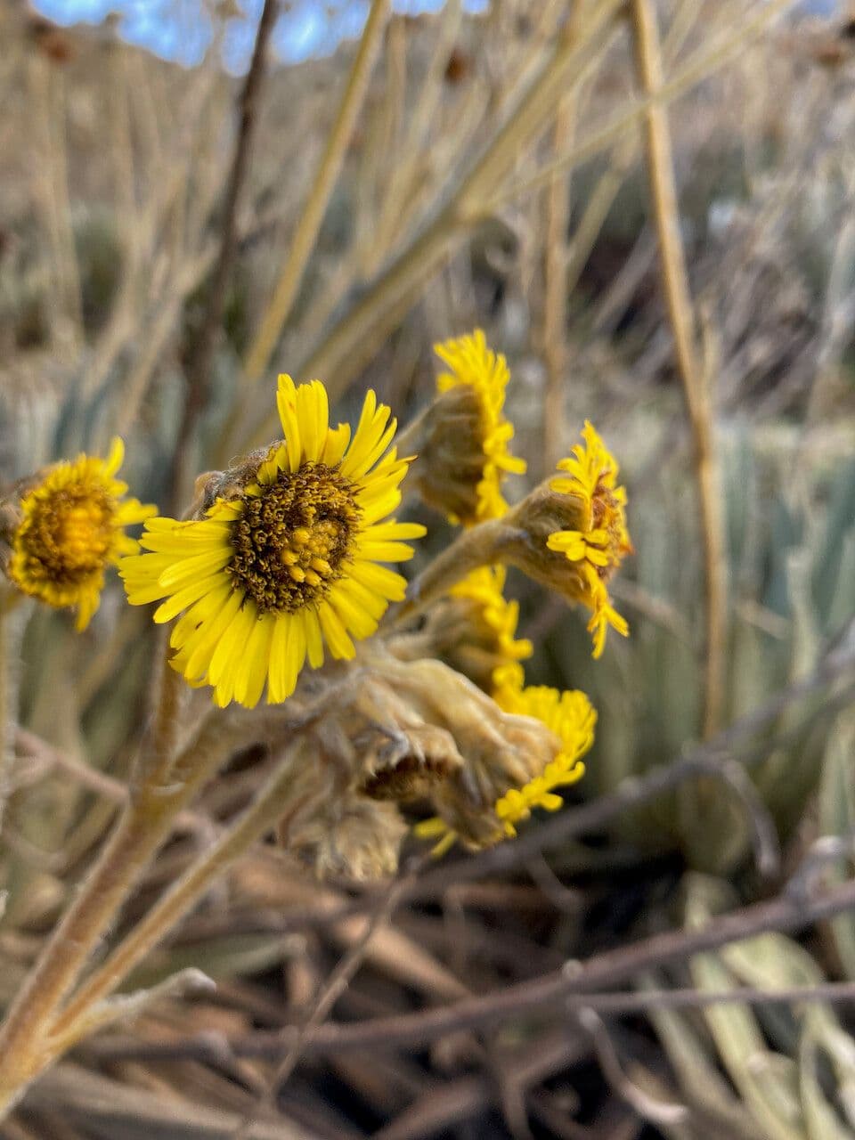 Espeletiopsis 3