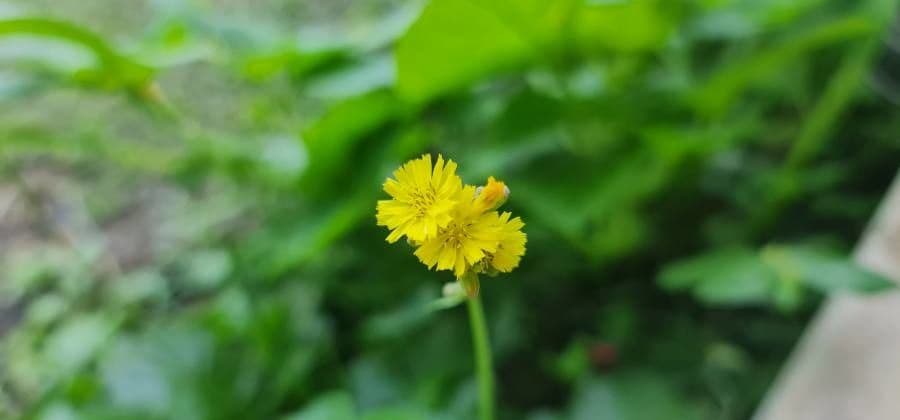 Youngia giapponese 8