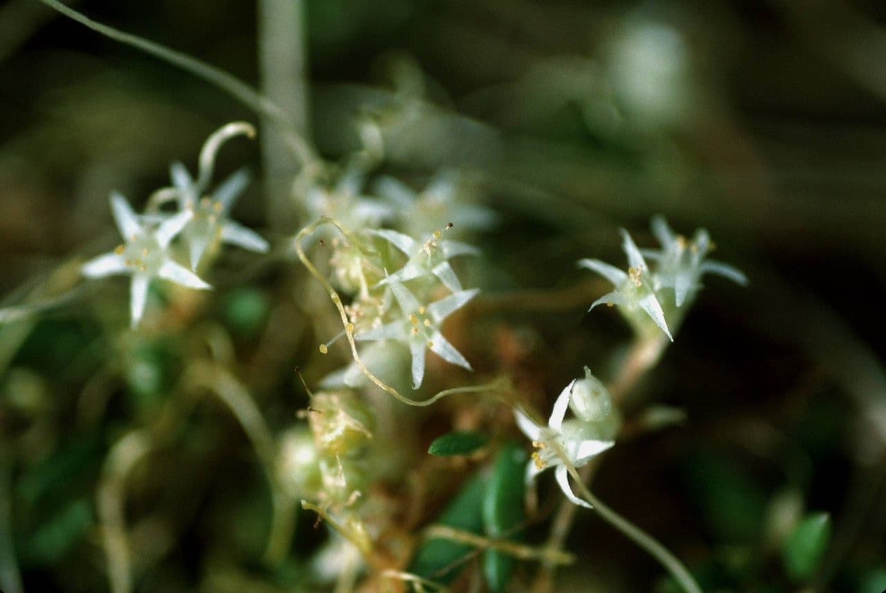 Cuscita ombrelliforme 3