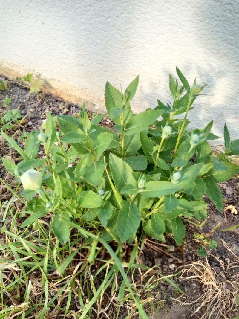 Platycodon à grandes fleurs 12