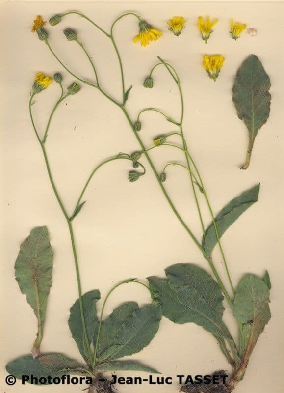 Hieracium 14