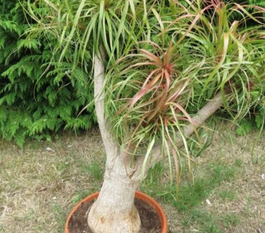 Flaschenbaum 4