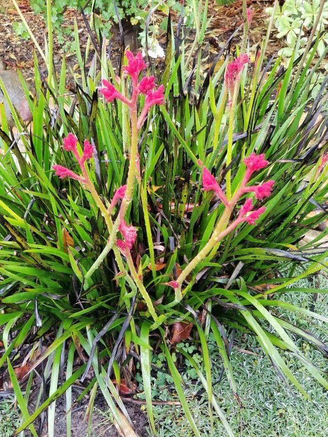 Anigozanthos 6