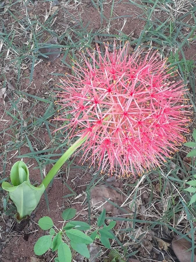 Scadoxus 9