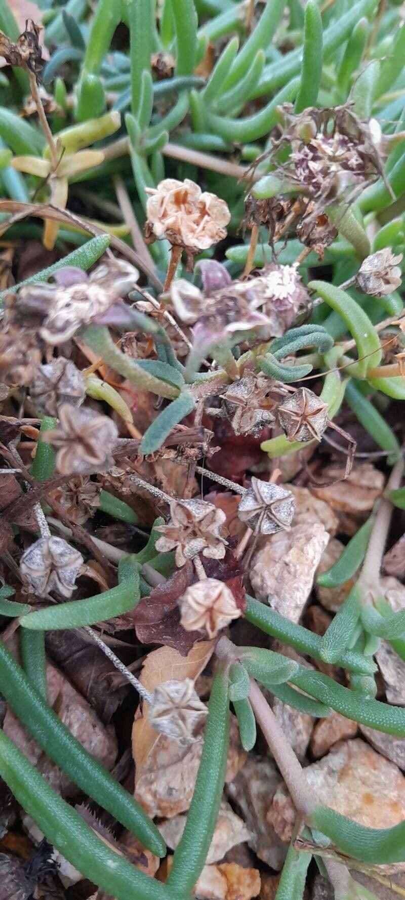 Winterharte Eisblume 3