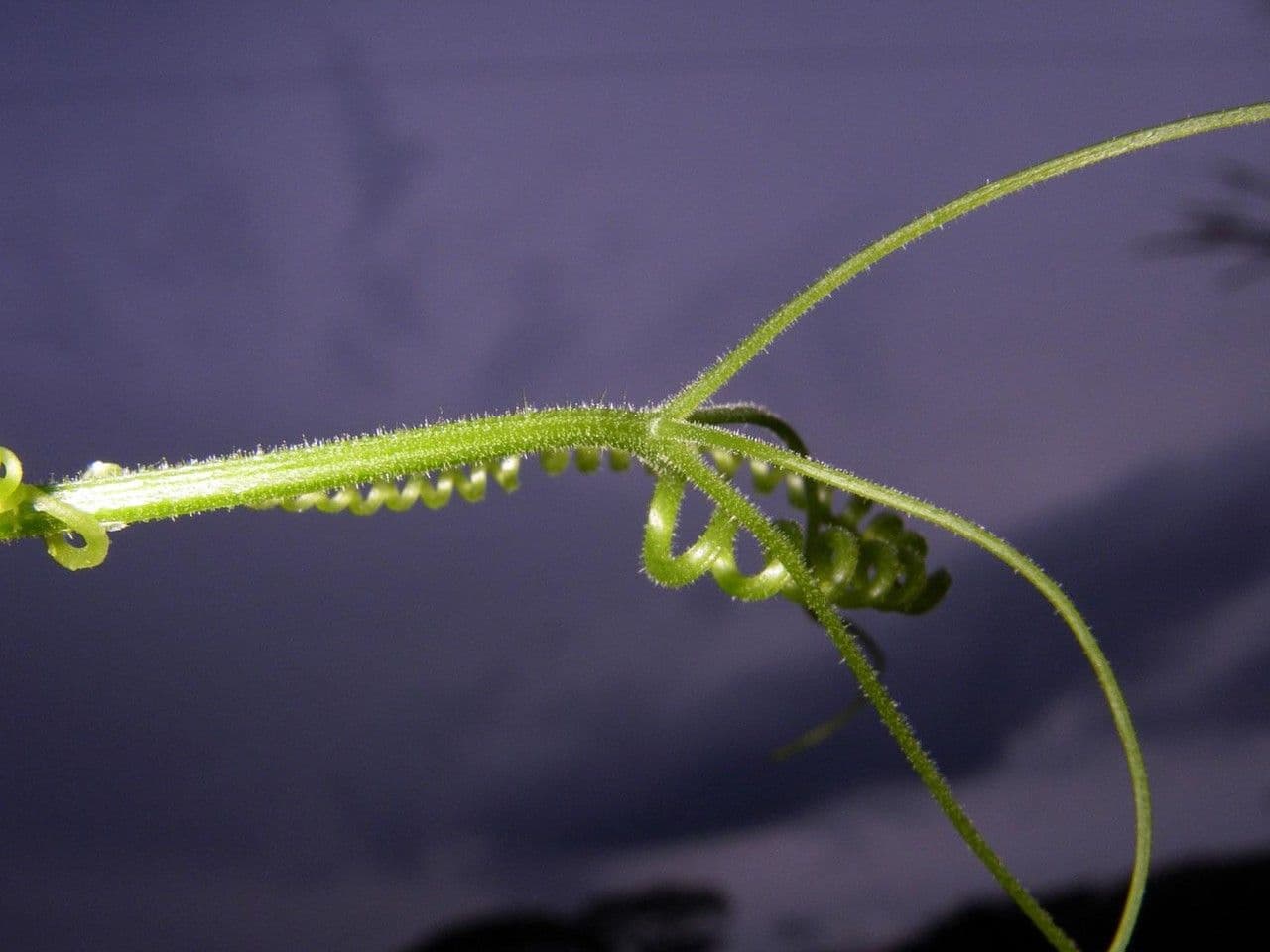 Polyclathra 4