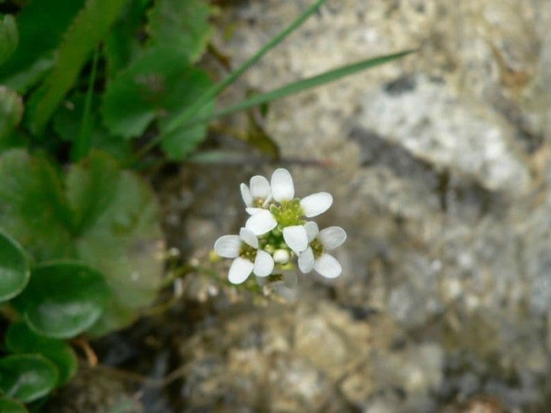 Cochlearia pyrenaica 2